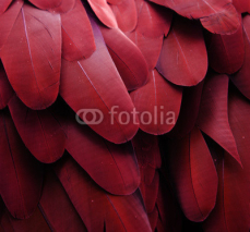 Obrazy i plakaty Macaw Feathers (Red)