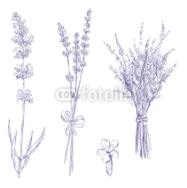 Obrazy i plakaty lavender pencil drawing vector set