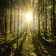 Fototapety Sonne im Wald