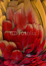 Fototapety Red, Orange, and Yellow Macaw Feathers