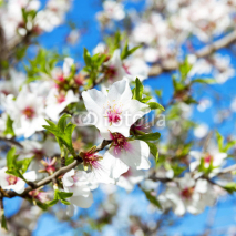 Fototapety Almond tree