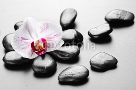 Fototapety orchid