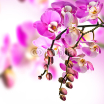Naklejki Orchid