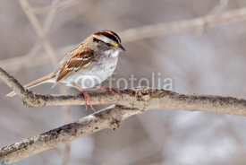 Naklejki White-throated Sparrow, Zonotrichia albicollis