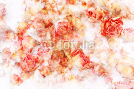 Naklejki Dry roses beautiful, artistic background
