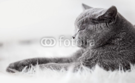Naklejki Young cute cat sleeping on cosy white fur. The British Shorthair