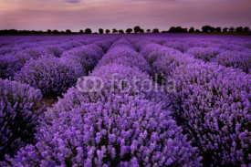 Naklejki Fields of Lavender at sunset