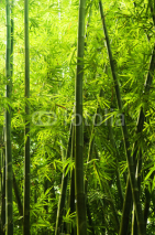 Obrazy i plakaty Bamboo forest