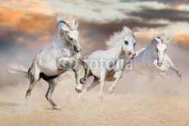 Naklejki Three white horse with long mane run in desert dust against beautiful sky