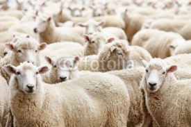 Naklejki Herd of sheep
