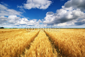 Naklejki Meadow of wheat