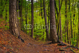 Fototapety Forest landscape in spring after rain. Green foliage.