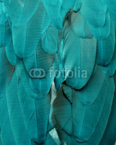 Fototapety Macaw Feathers (Teal and Blue)