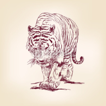 Obrazy i plakaty Tiger hand drawn