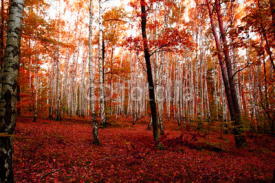 Fototapety red autumn forest