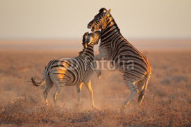 Fototapety Fighting Zebras, Etosha National Park