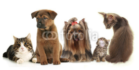Fototapety Cute pets isolated on white