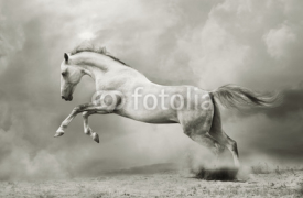 Fototapety silver-white stallion on black