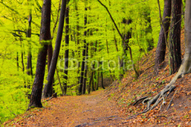 Fototapety Forest landscape in spring after rain. Green foliage.