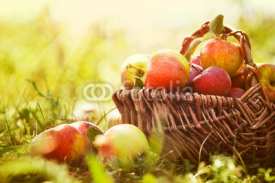 Naklejki Organic apples in summer grass