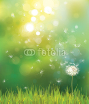 Naklejki Vector of spring background with white dandelion.
