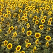 Fototapety Sunflower field.