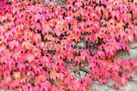 Naklejki Wall covered with parthenocissus