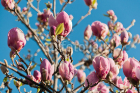 Naklejki ping magnolia tree blossoms