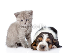 Fototapety kitten sitting with sleeping basset hound puppy. isolated on white