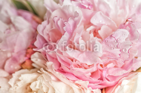 Naklejki Blooming pink peonies