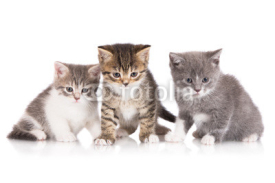 Fototapety three kittens together