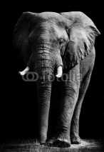 Naklejki Elephant isolated on black background