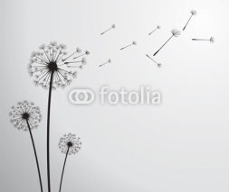 Fototapety vector dandelion
