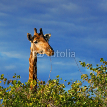 Naklejki Giraffe in Kruger National Park, South Africa