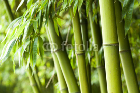 Naklejki Bamboo forest background