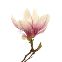 Fototapety magnolia