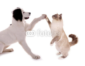 Fototapety Hund und Katze High Five