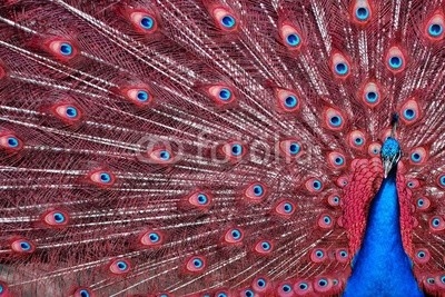 Peacock with Red Feathers