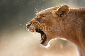 Naklejki Lioness displaying dangerous teeth
