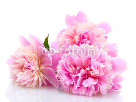 Naklejki pink peonies flowers isolated on white