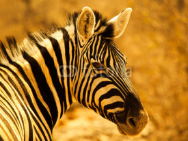 Naklejki Zebra portrait