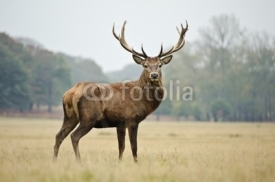 Naklejki Portrait of majestic red deer stag in Autumn Fall