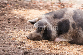 Naklejki pigs on the farm