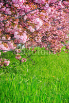 Naklejki pink flowers of sakura branches
