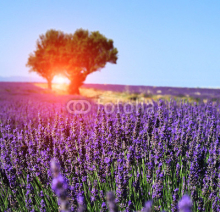 Naklejki Lavender field. The plateau of Valensole in Provence