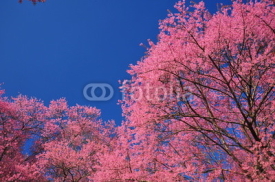 Obrazy i plakaty Spring Cherry Blossoms with Blue Sky