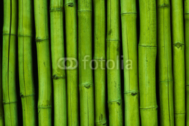 Fototapety Bambusreihe grün