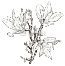 Obrazy i plakaty Hand drawing spring magnolia blossoms