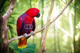 Naklejki Red Eclectus Parrot
