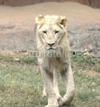 Fototapety young lion3